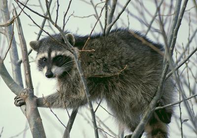 raccoon.jpg