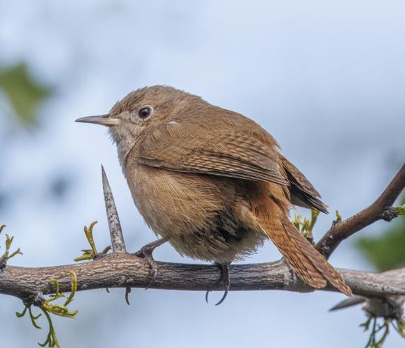 Southern house wren by Charles J. Sharp.jpg
