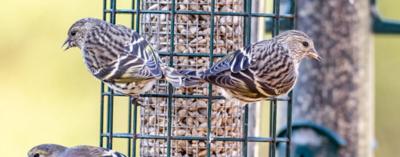 Pine-Siskin-Feeder-Emily-Carter-Mitchell-640x480