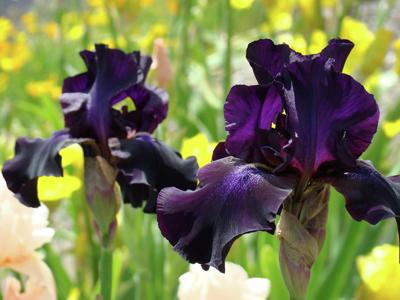 Iris photo