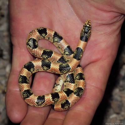 Snakes