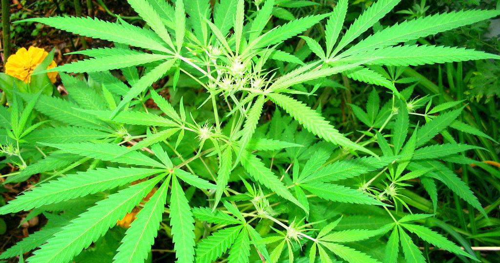 Hemp industry loses case against US drug enforcement agency