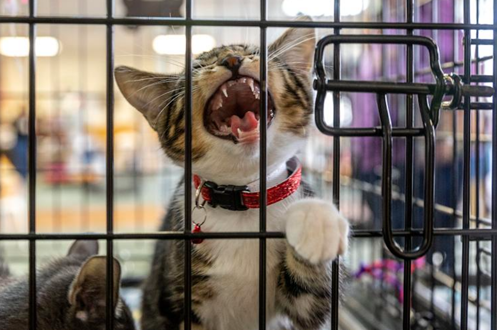 Idaho animal rescues and shelters are on the verge of cat astrophe