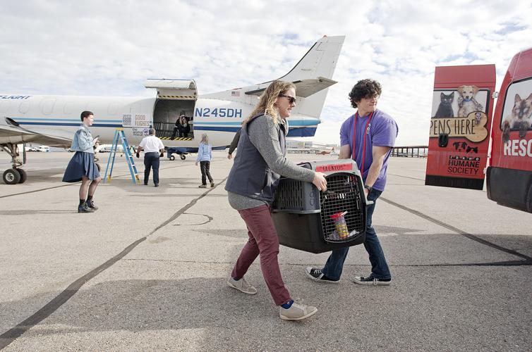 Shelter Dog Airlift