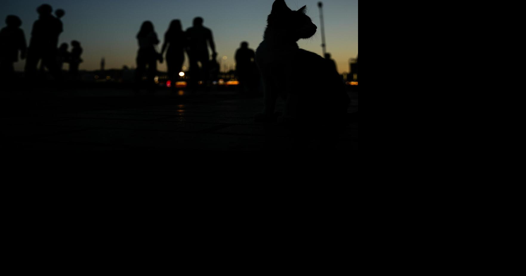 APTOPIX Turkey Istanbul's Cats