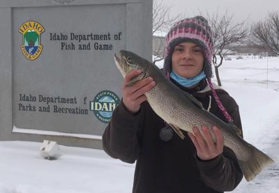 tiger trout