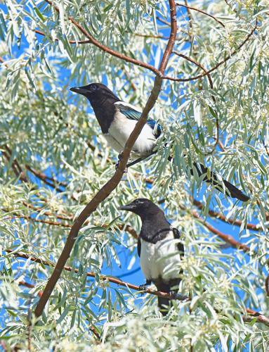 black-billed magpies by Krista Helmstadter.jpg