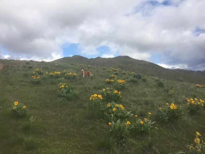 hiking and flowers