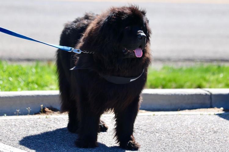 Photos of Run with the Big Dogs at Ross Park in Pocatello | Local ...