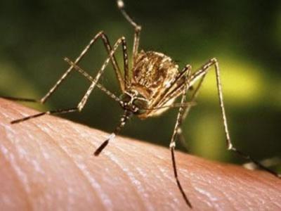 mosquito