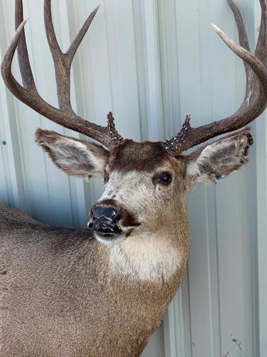 Fish and Game rolling out fake animals to catch illegal hunters | Local | Fish and Game rolling out fake animals to catch illegal hunters | Local |
