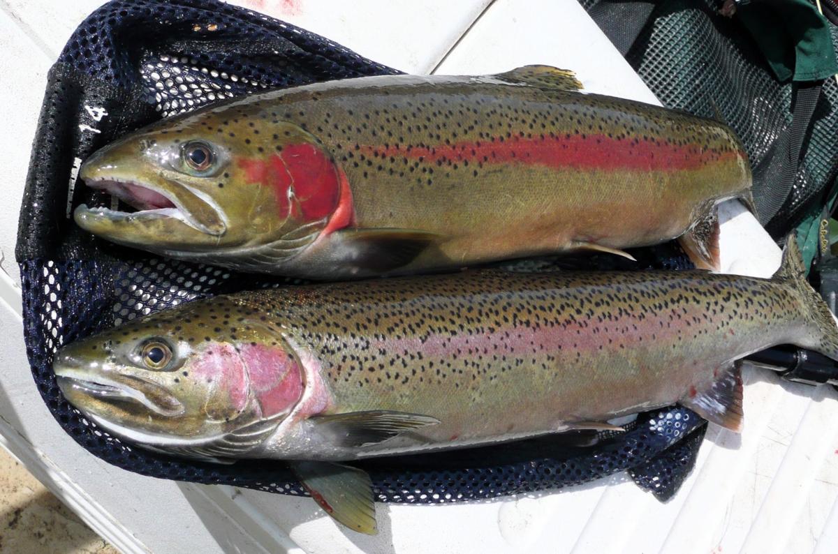 Steelhead harvest season now open on the Snake, Salmon and Clearwater