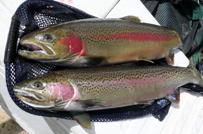 Steelhead harvest season now open on the Snake, Salmon and ...