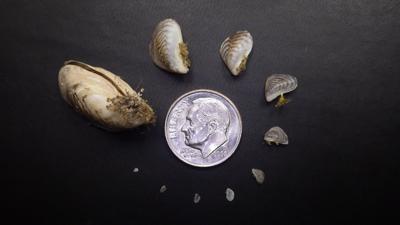 Keeping boats clean and dry - invasive mussels