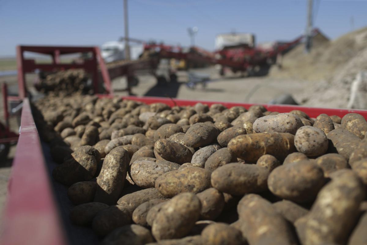 US issues new rules for Idaho potato field quarantines Local