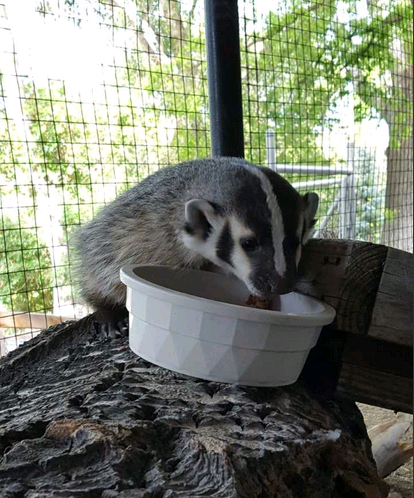 Zoo Idaho welcomes new badger