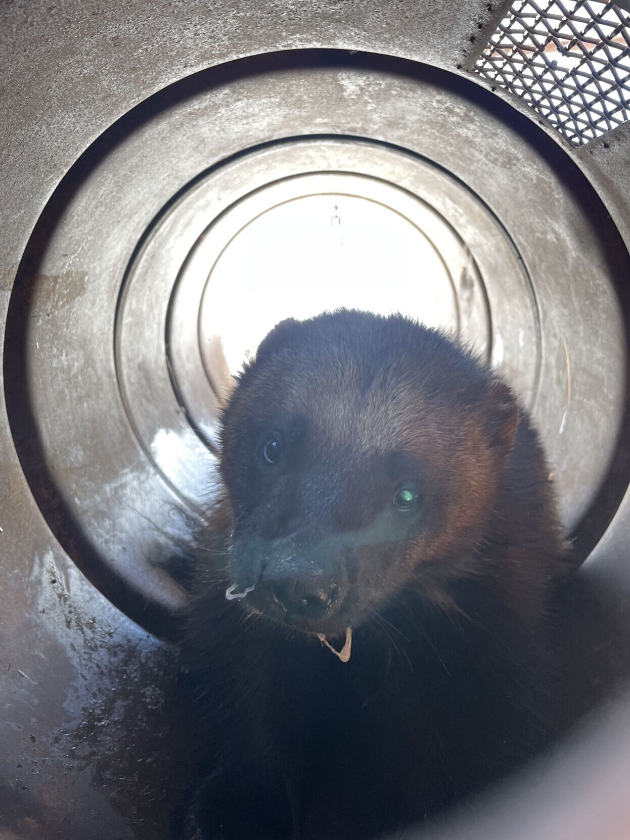 wild republic wolverine
