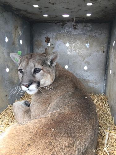 Mountain lion captured near ISU