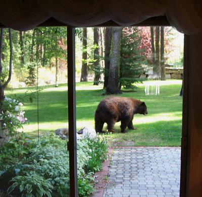 backyard bear