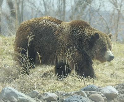 Grizzly Bear at Zoo Idaho