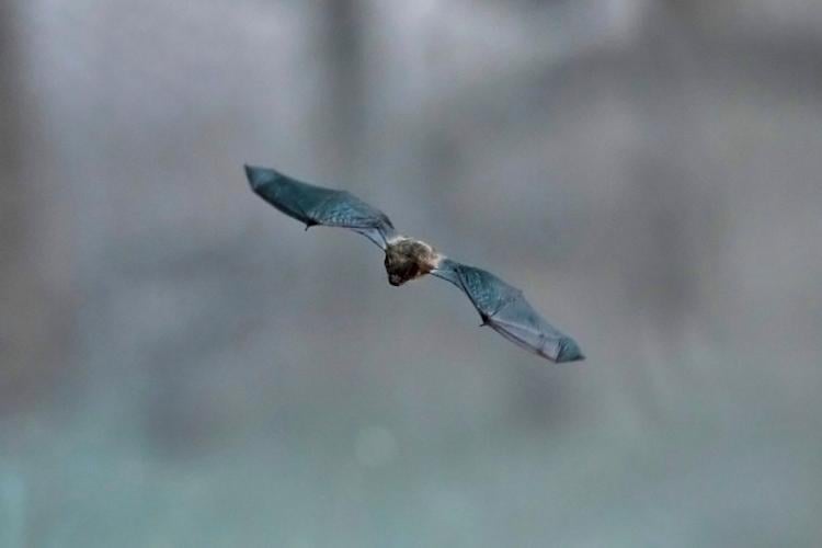 Italy Bats