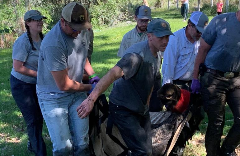 moose relocation