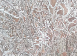 National Weather Service announces freeze warning as cold front moves through East Idaho