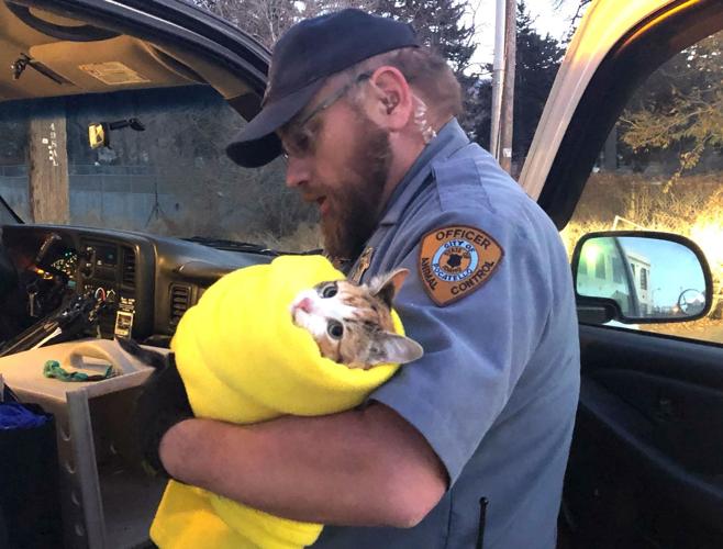Rescued cat