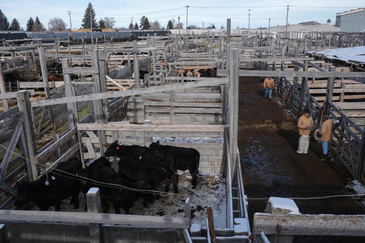 Photo Gallery Idaho Livestock Auction Sold News