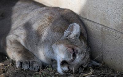 mountain lion