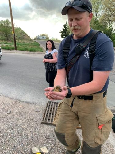 Duck rescue