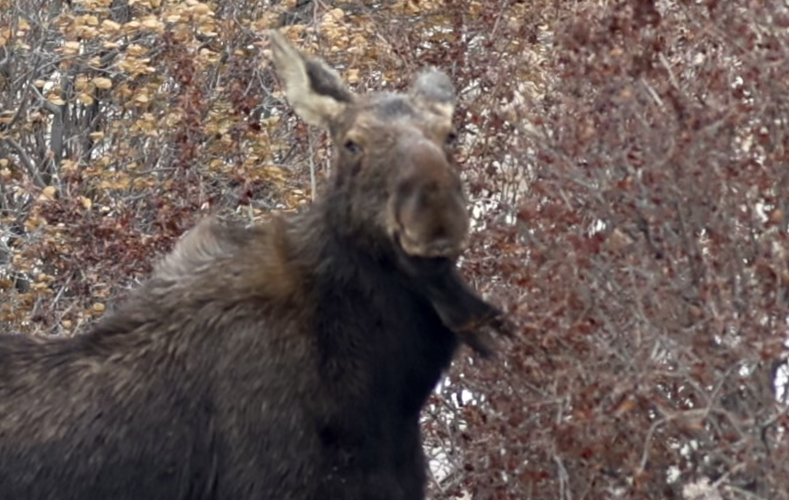 Moose 2