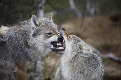 Wolves