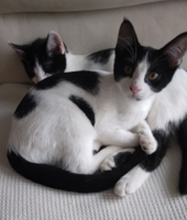 Twin kittens are looking for a home together