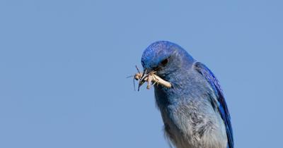 ‘The more we tag, the more we learn’: Bird-tracking tech challenges status quo