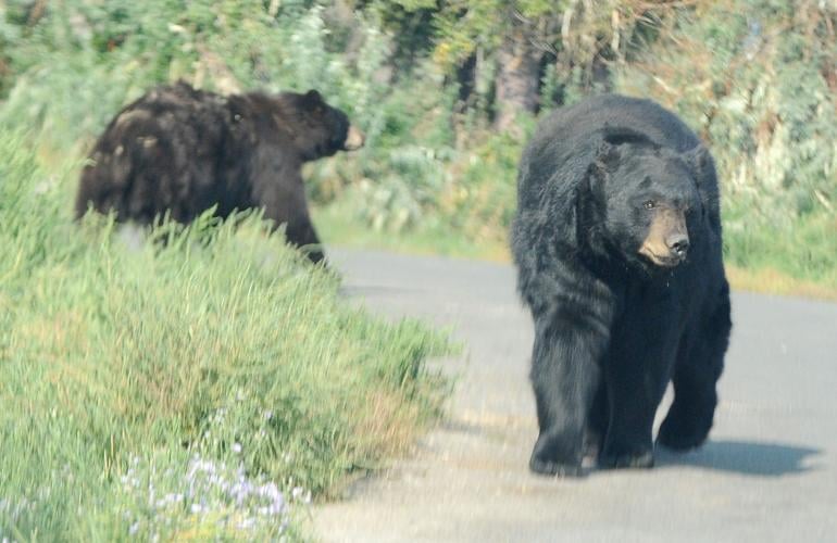 BWRoadBears.jpg
