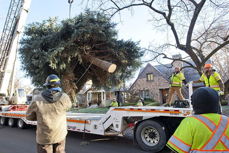 Capitol Christmas Tree