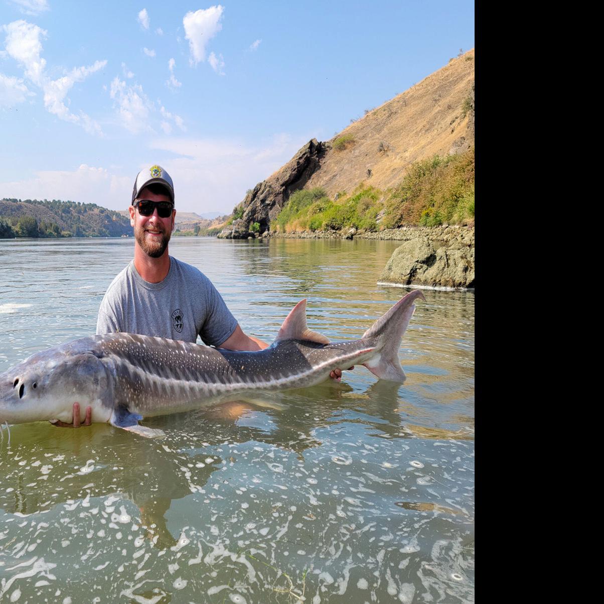 Survey: Sturgeon Fish Hold Steady in Snake River Section