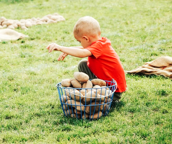 picking potatoes young boy.png