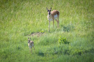 Conservation of grasslands