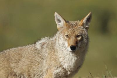 Coyote Photo