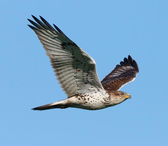 ferruginous hawk by Julio Mulero.jpg