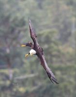 Counting birds