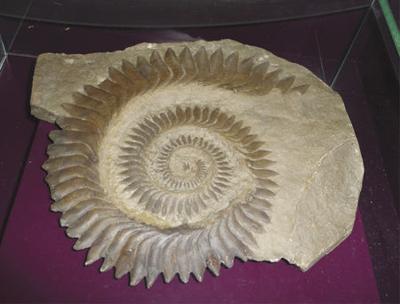 Helicoprion