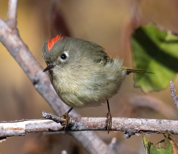 ruby-crowned kinglet by Terry Rich.jpg