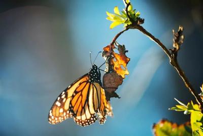 monarch butterfly