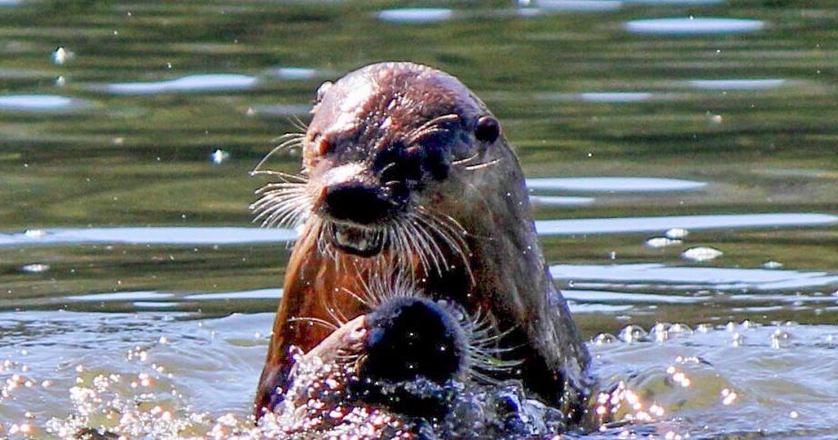 Rare otter attack injures three women floating on inner tubes on ...