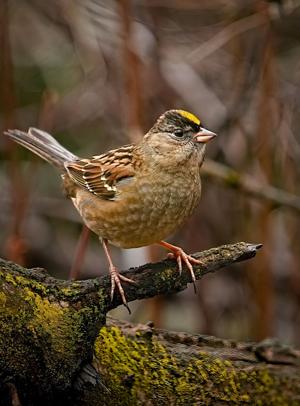 Rare winter sparrows