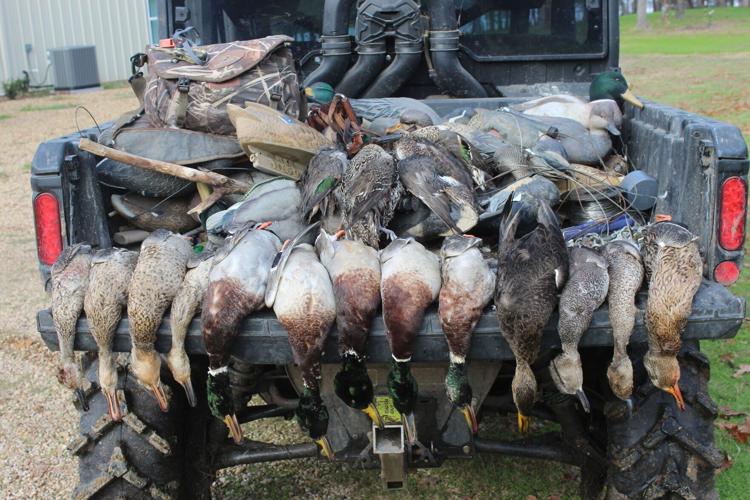 dead ducks