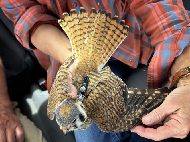 a completed Motus tag on a female Kestrel